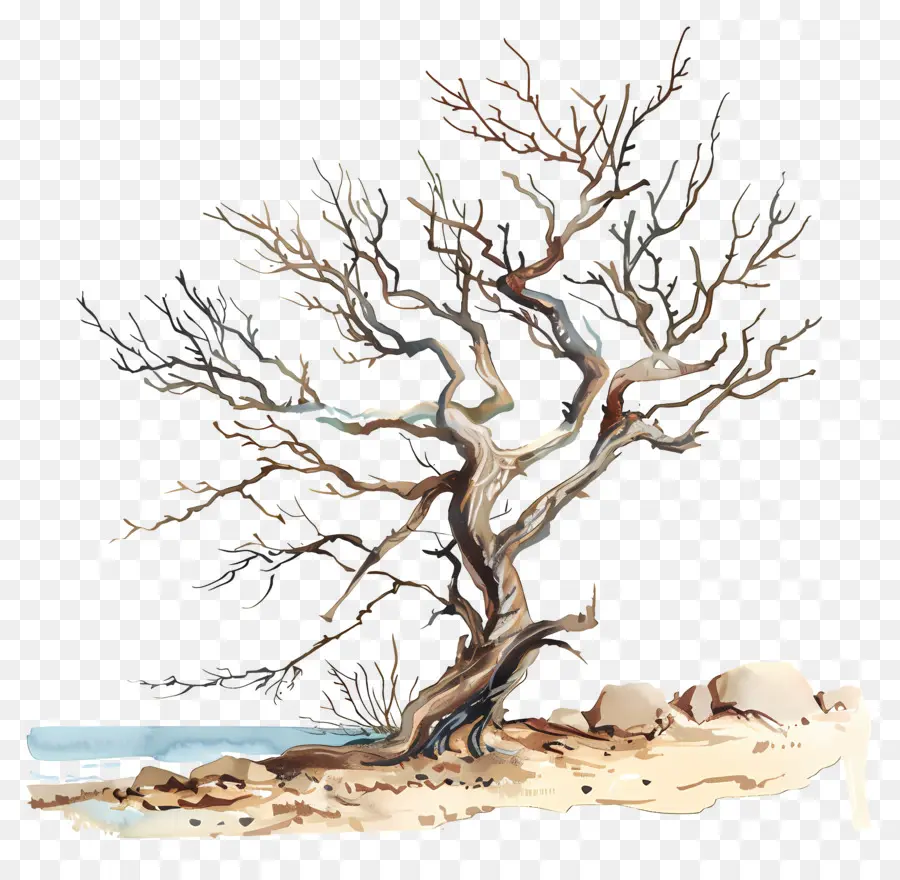 Praia árvore，árvore Morta PNG