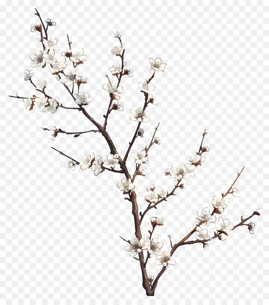 Pequenas Flores Brancas，Blossoms De Primavera PNG