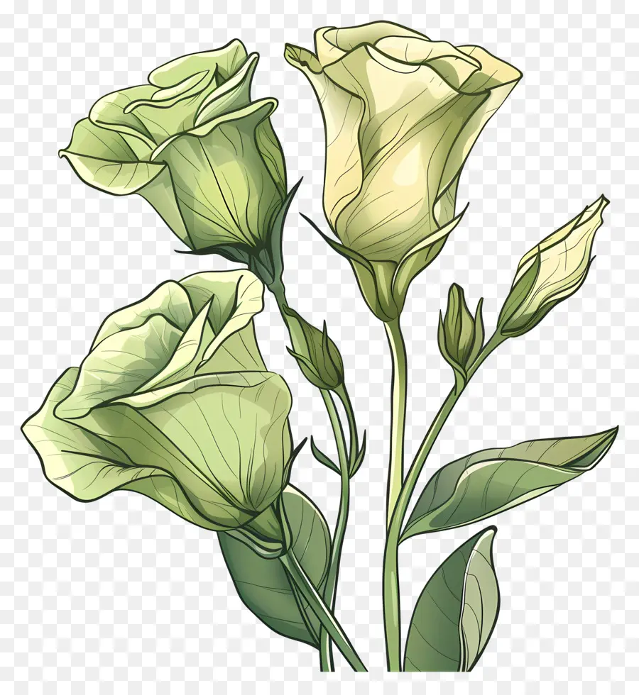 Flor Verde De Lisianthus，Rosas Verdes PNG
