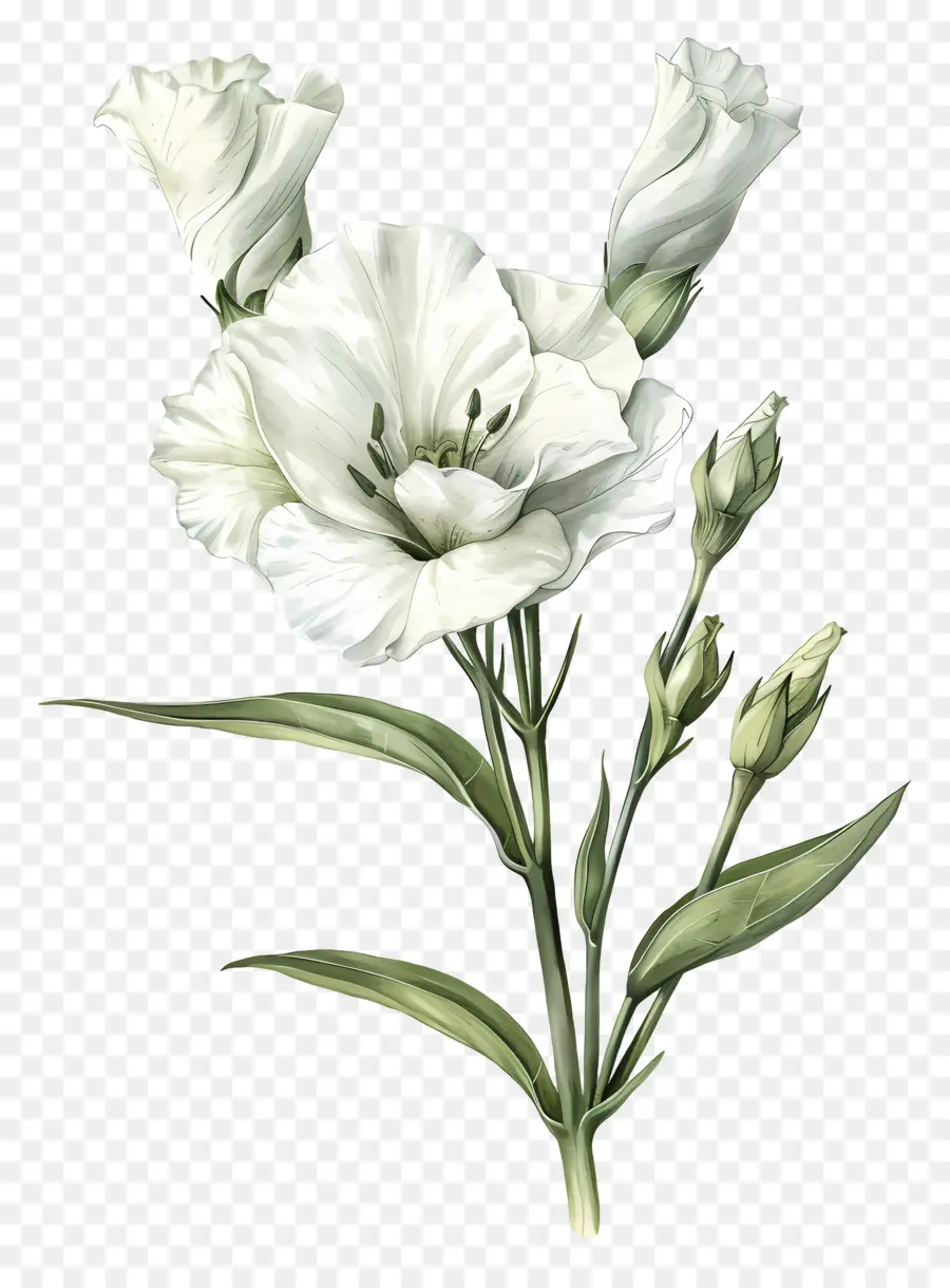 Lisianthus Flor，White Calla Lily PNG