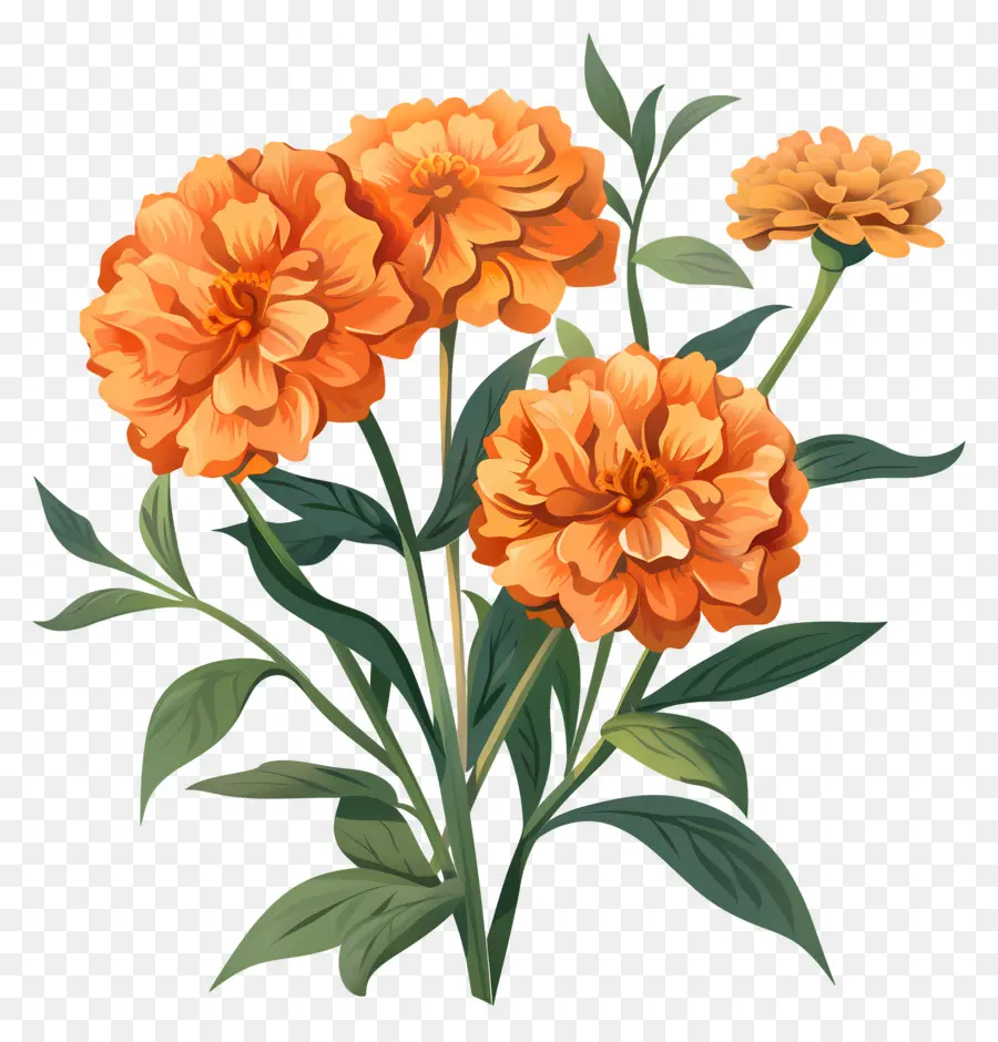 Craumold Laranja，Flores De Laranja PNG
