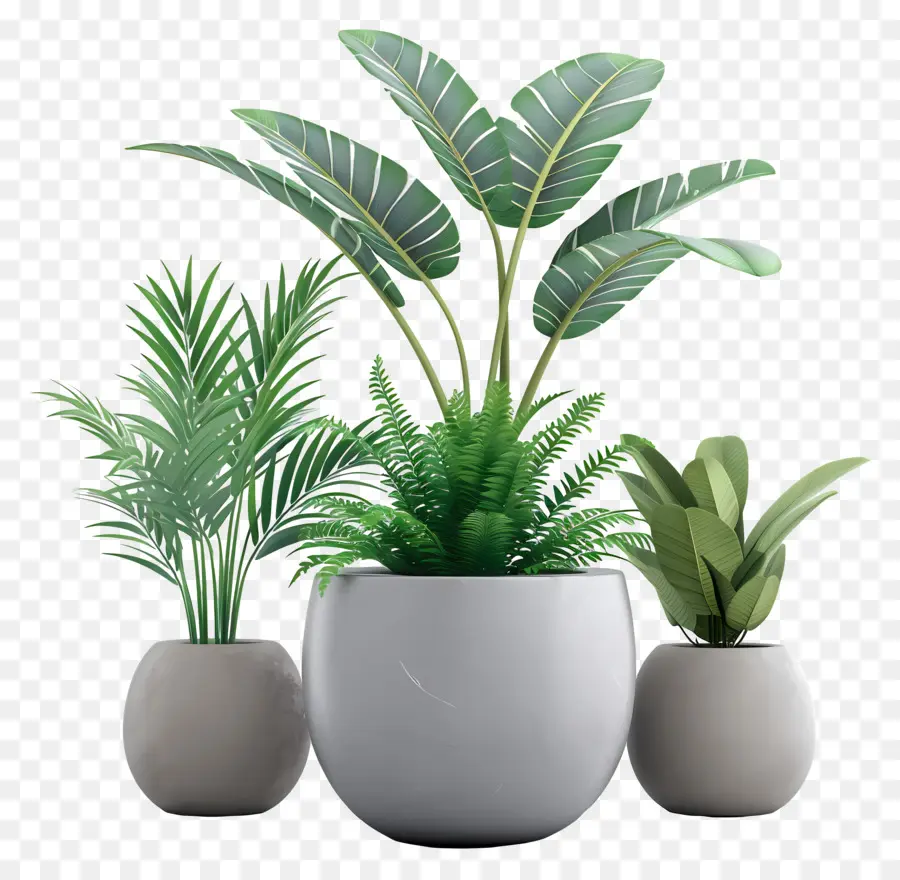Plantas De Interior，Plantas 3d PNG