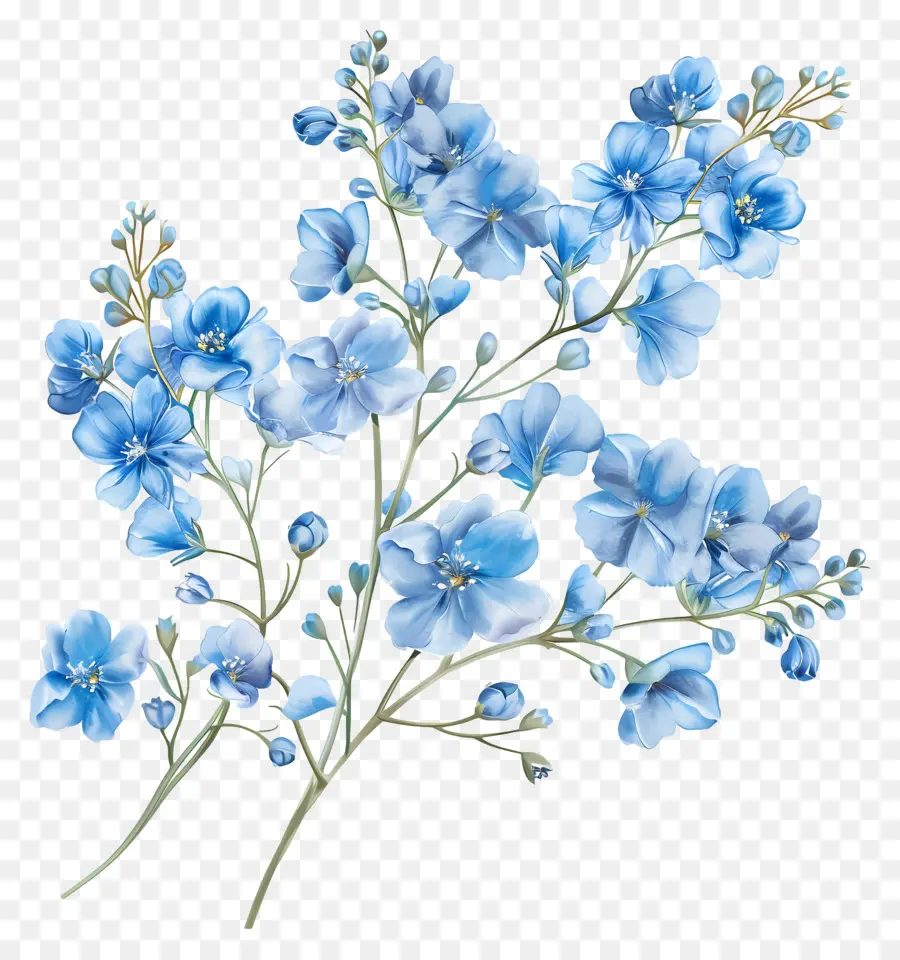 Babys Breath Flower，Flor Azul PNG