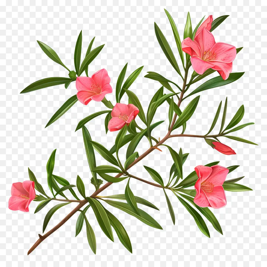 Oleander，Arbustos Floridos PNG
