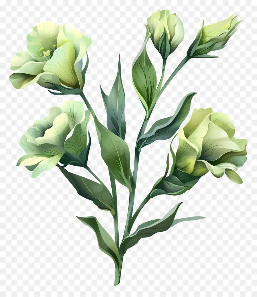 Flor Verde De Lisianthus，Flores Verdes PNG