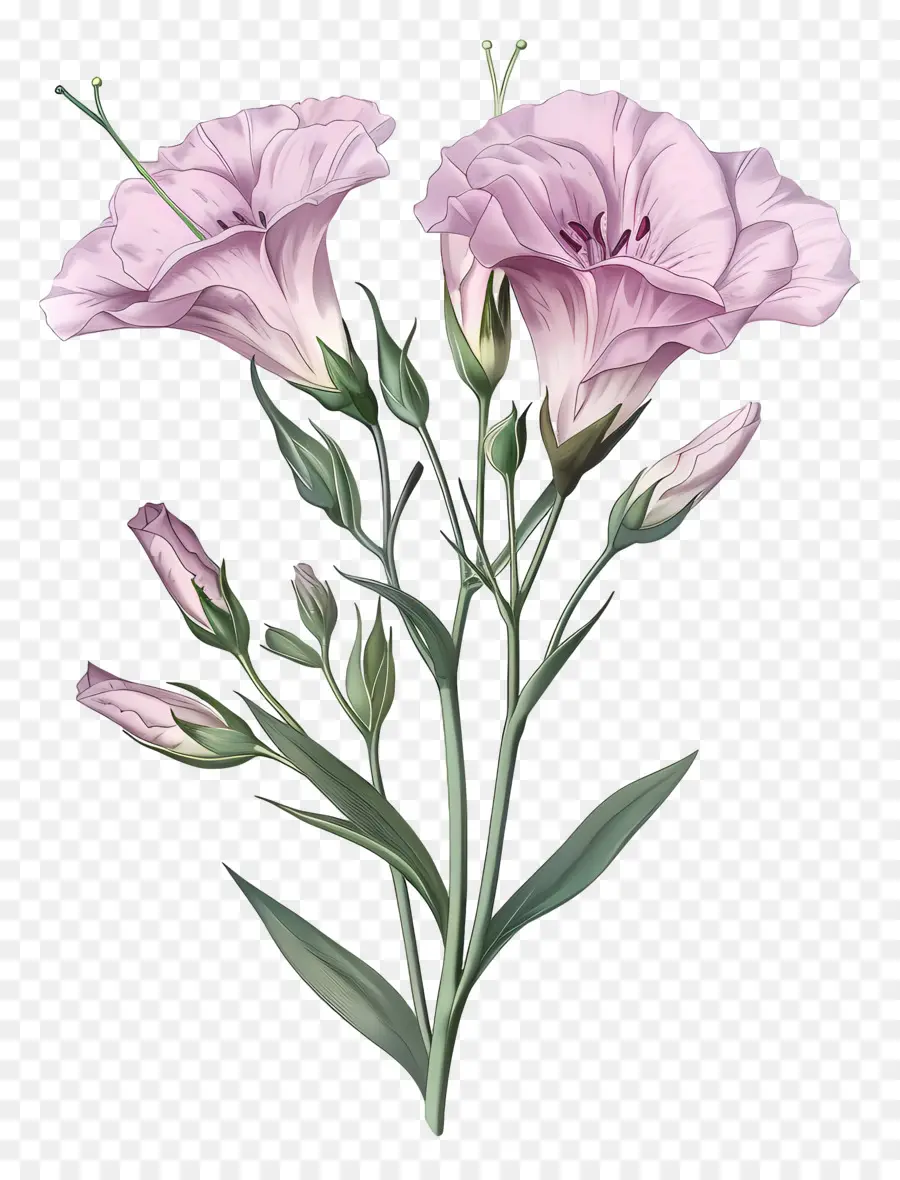 Lisianthus Rosa，Flores Cor De Rosa PNG