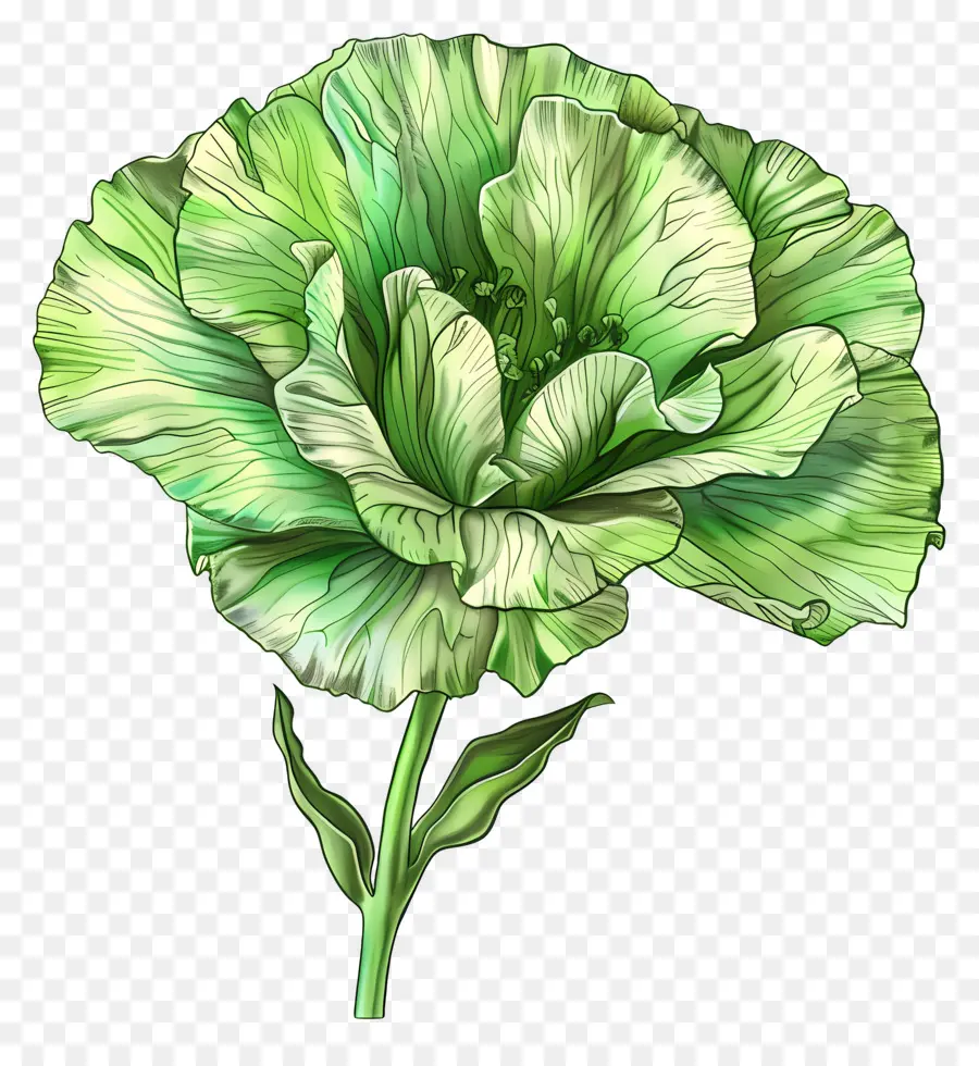 Flor Verde De Lisianthus，A Flor Verde PNG