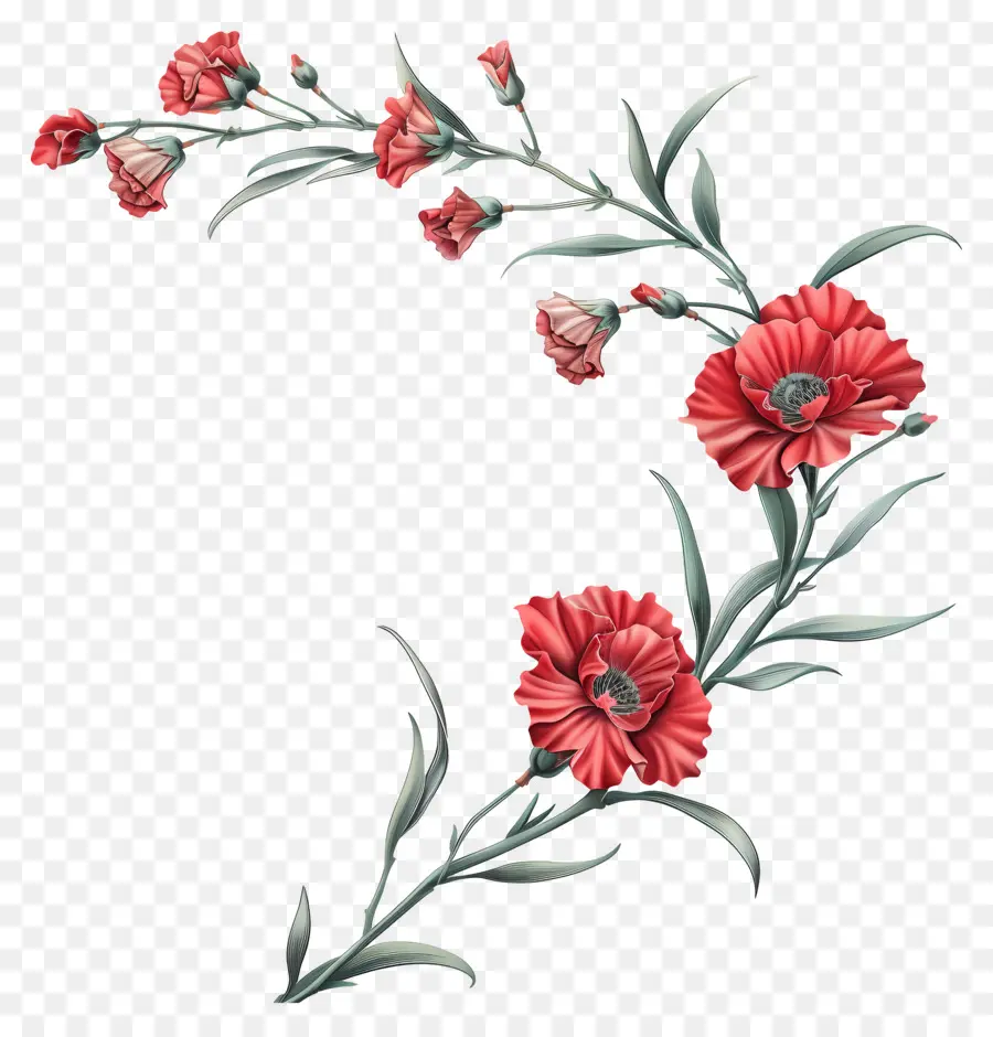 Cravos，Design Floral PNG