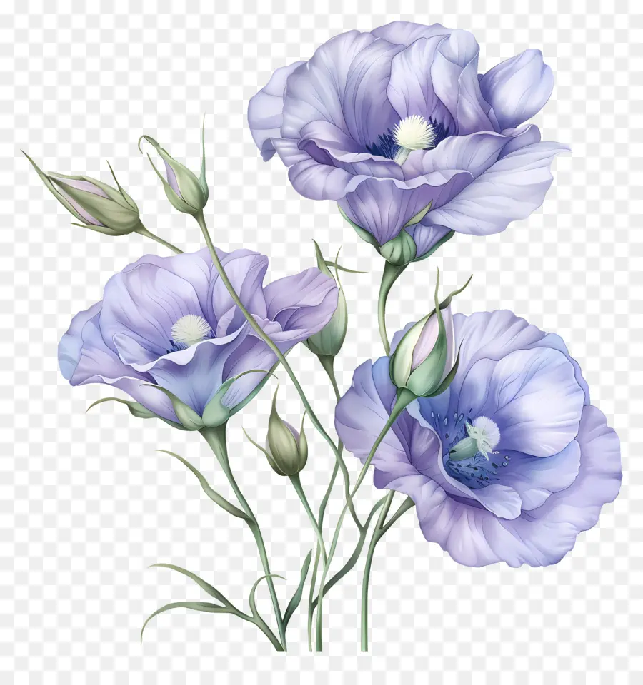 Flores De Eustoma，Flores Azuis PNG