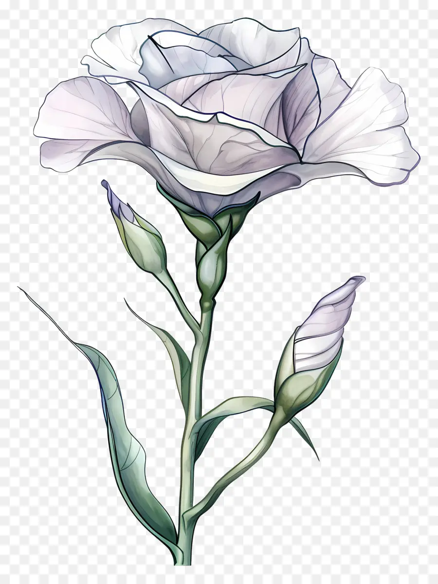 Lisianthus Flor，Rosa Branca PNG