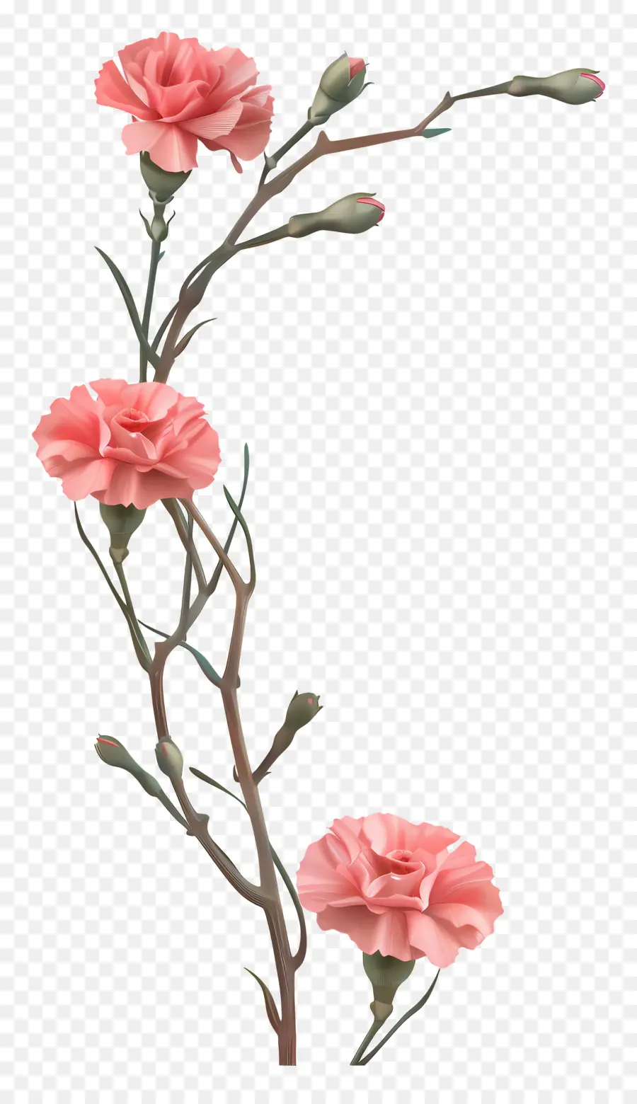 Cravos，Flores Cor De Rosa PNG