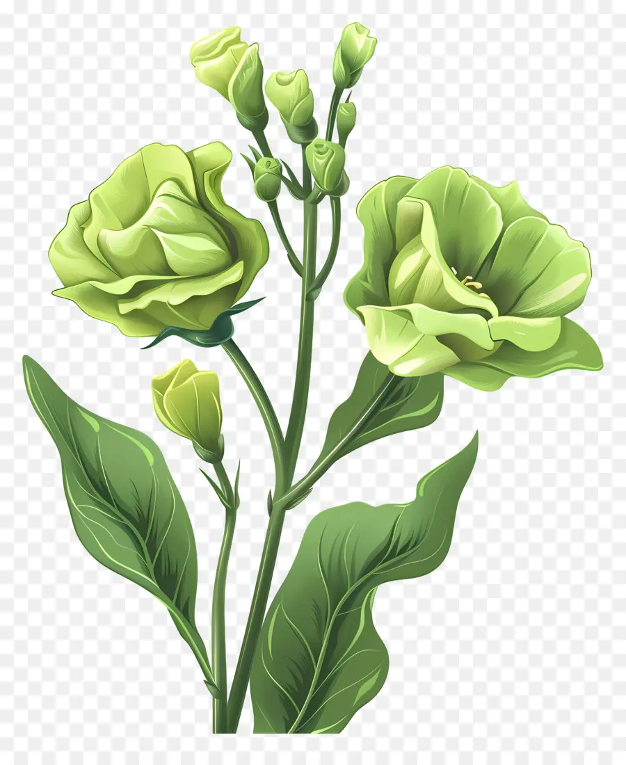 Flor Verde De Lisianthus，Rosas Verdes PNG