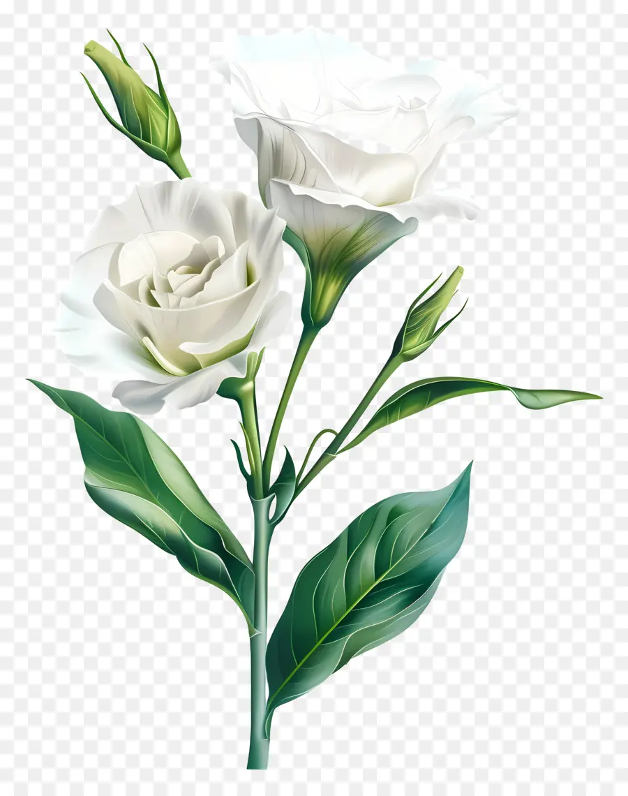 Lisianthus Branco，Flor Branca PNG