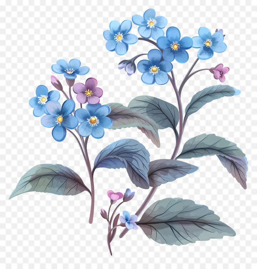 Miosótis，Flor Azul E Rosa PNG