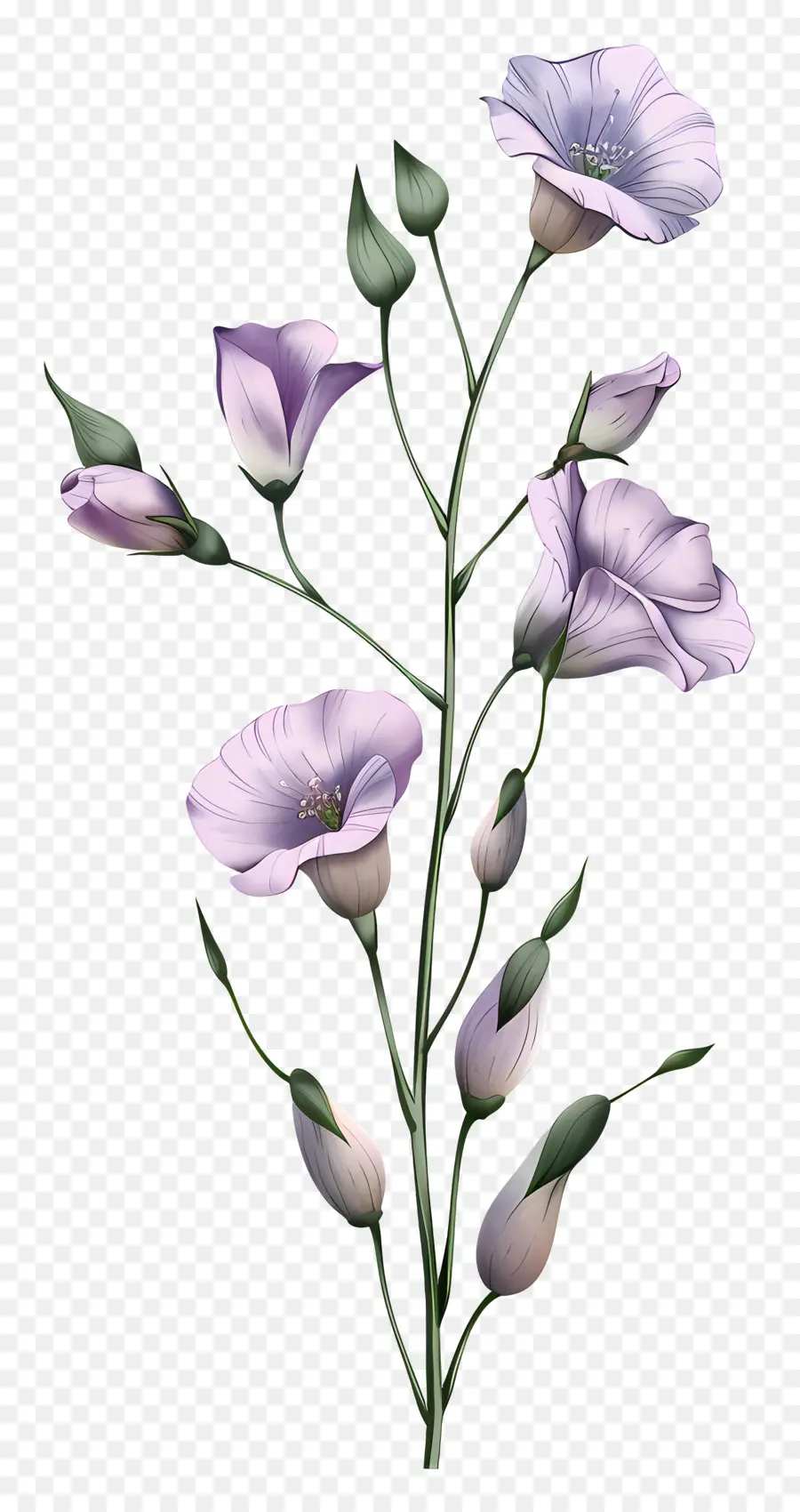 Flores De Eustoma，Flores Cor De Rosa PNG
