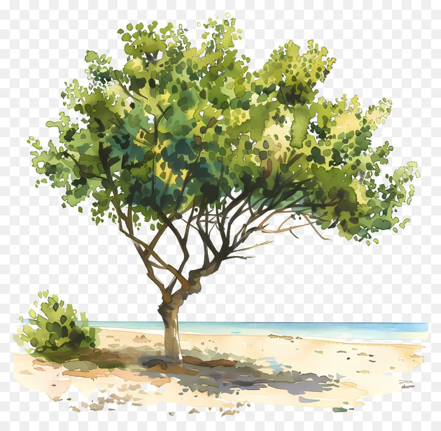 Praia árvore，Praia PNG