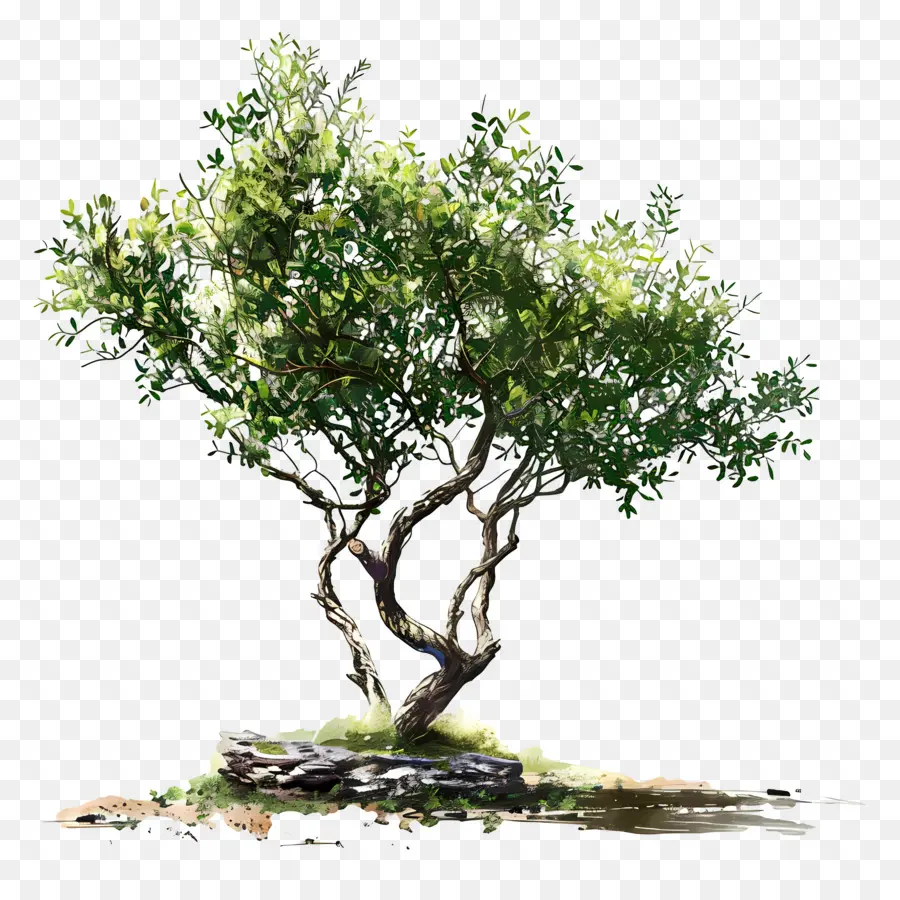 árvore De Pequeno Porte，árvore PNG