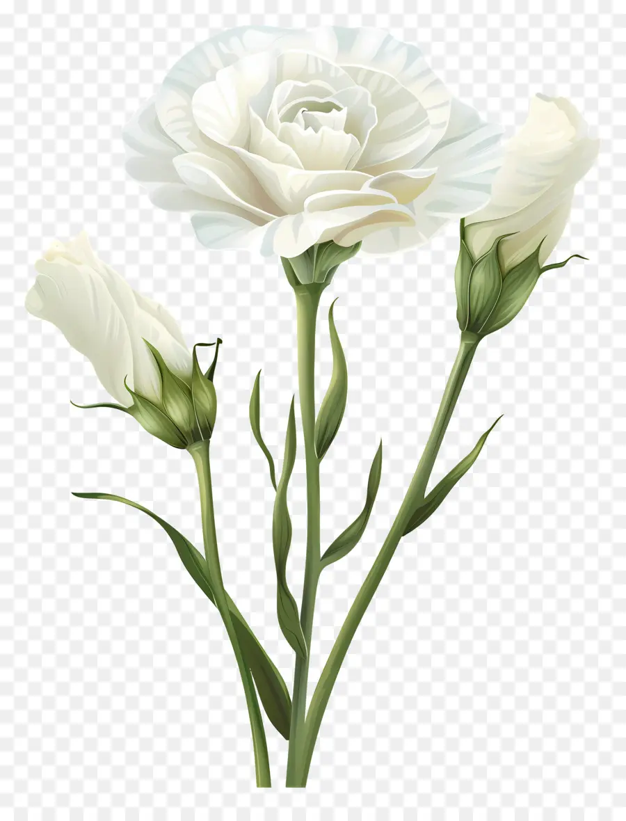 Lisianthus Branco，Rosa Branca PNG