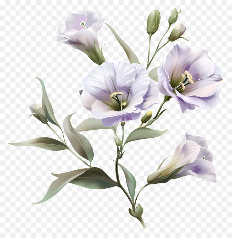 Lisianthus Flor，Lírios Cor De Rosa PNG