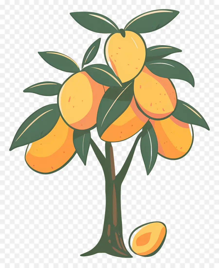 Mango Tree，Mango PNG
