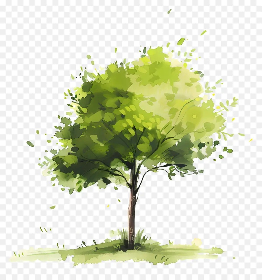 árvore De Pequeno Porte，árvore Verde PNG