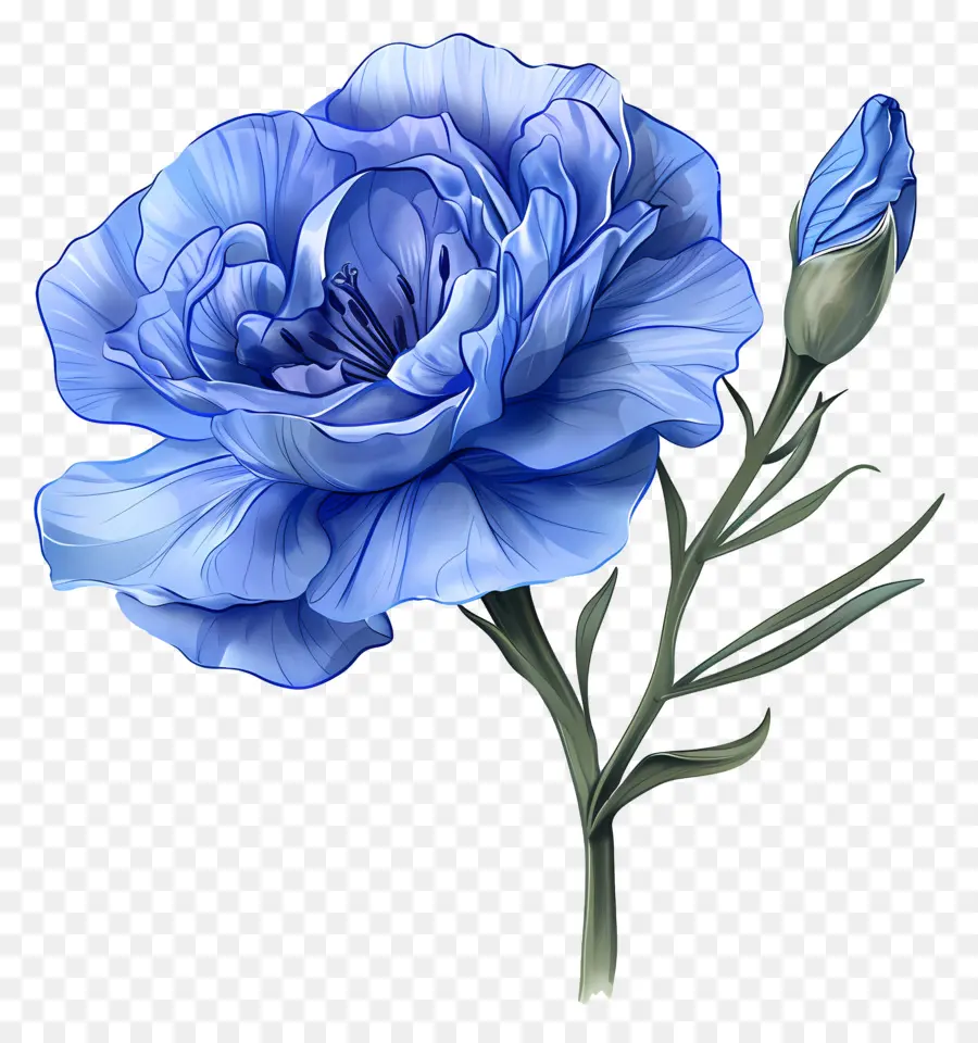 Lisianthus Azul，Flor Azul De Cravo PNG