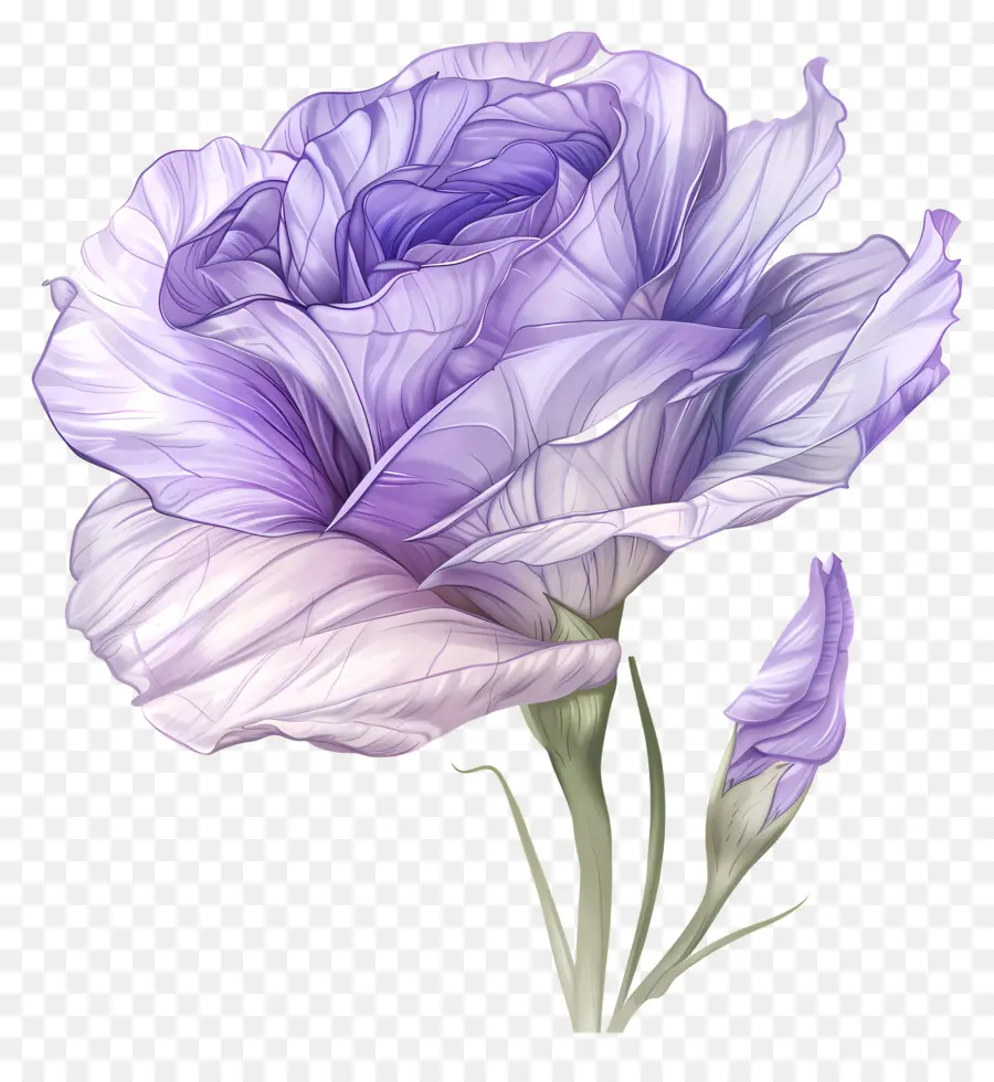 Lisianthus Flor，Roxo Rosa PNG