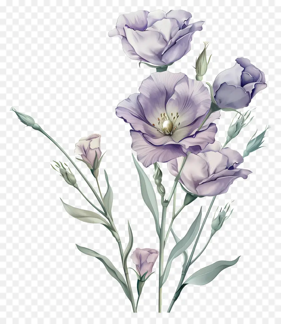 Flores De Eustoma，Lilacs PNG