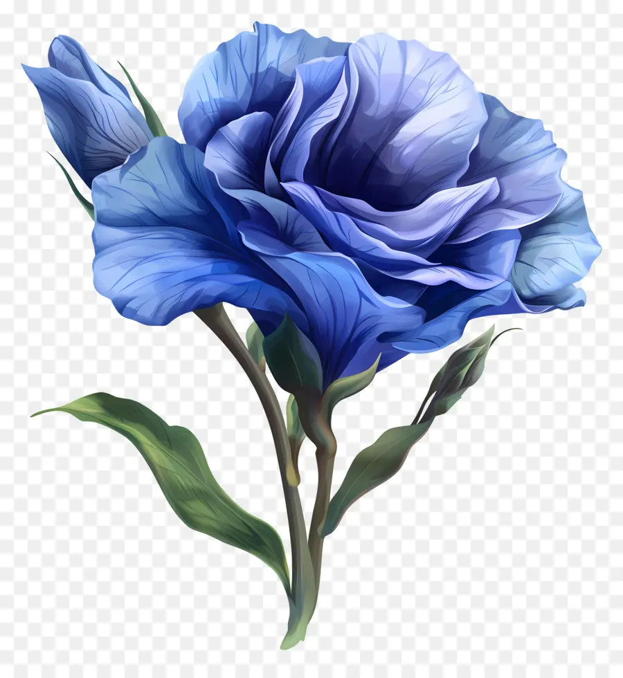 Lisianthus Azul，Rosa Azul PNG