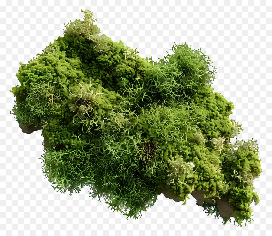 Verde Musgo，Moss PNG