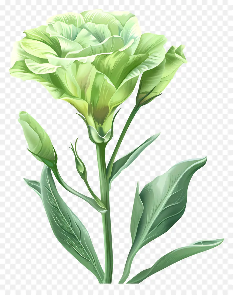 Flor Verde De Lisianthus，A Flor Verde PNG