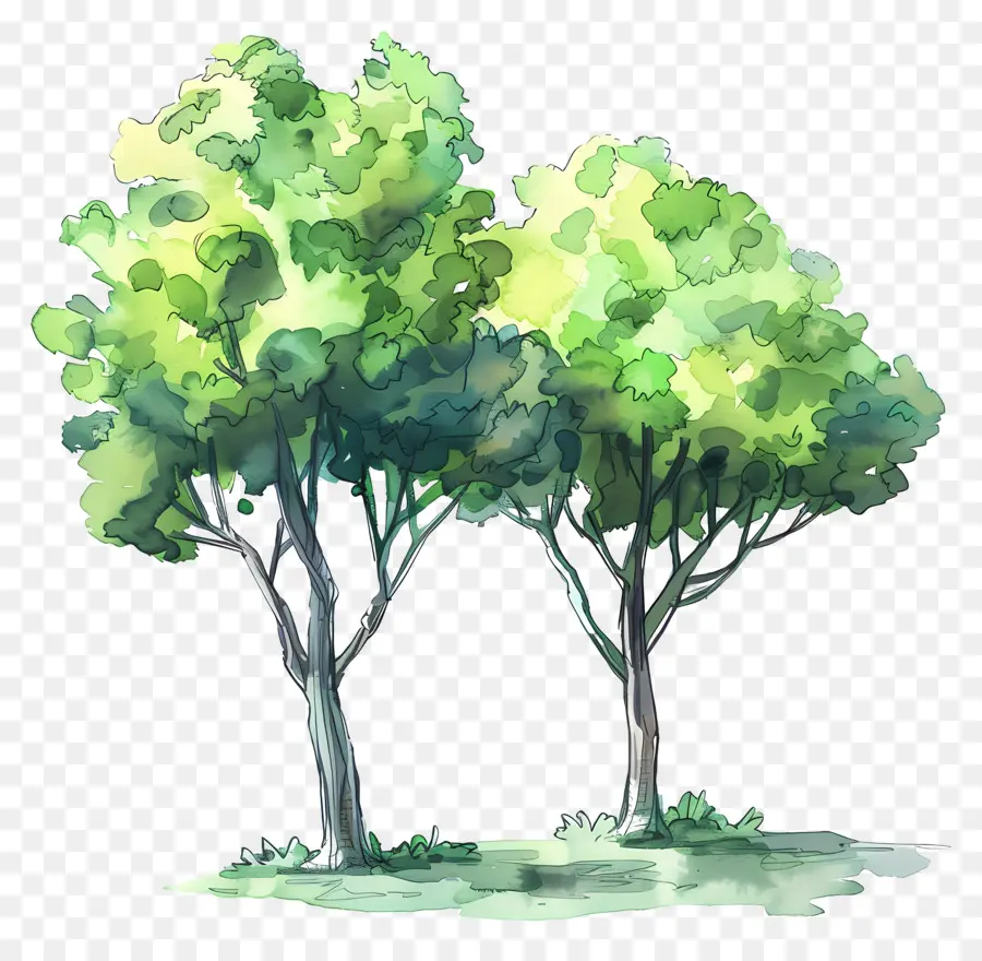 Aquarela árvores，árvores PNG