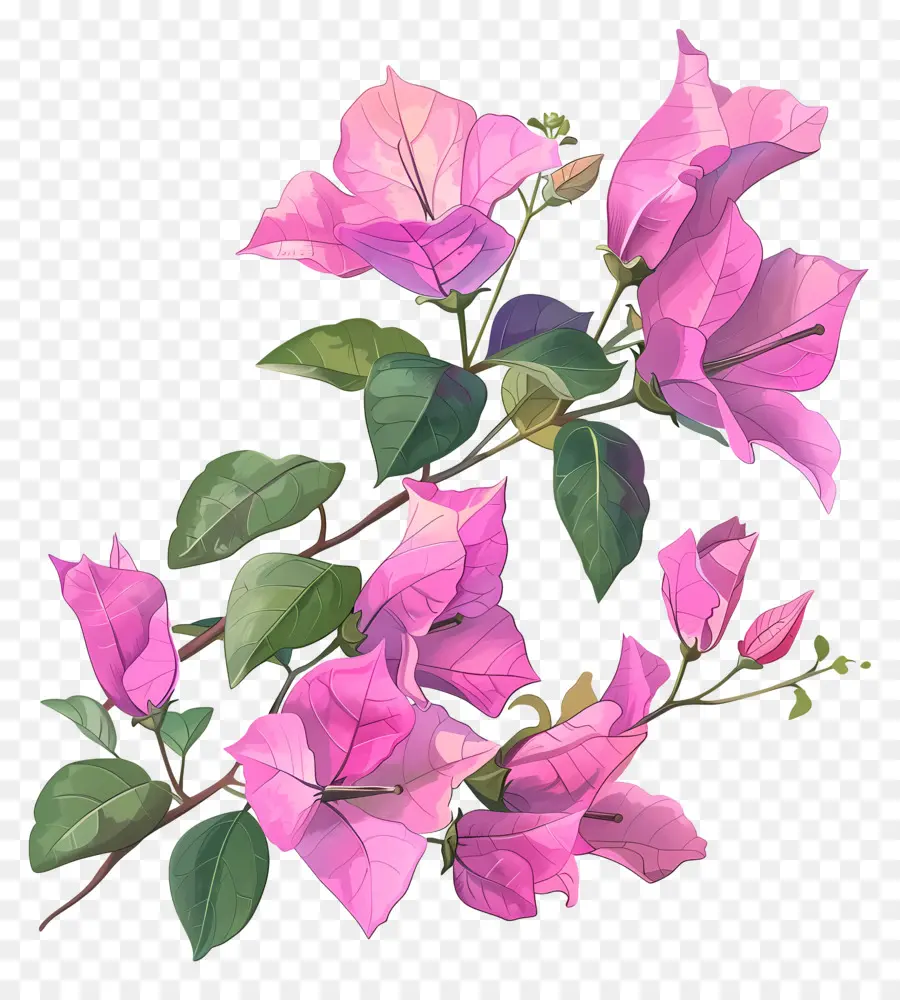 Flor De Buganvílias，Gouras Rosa PNG