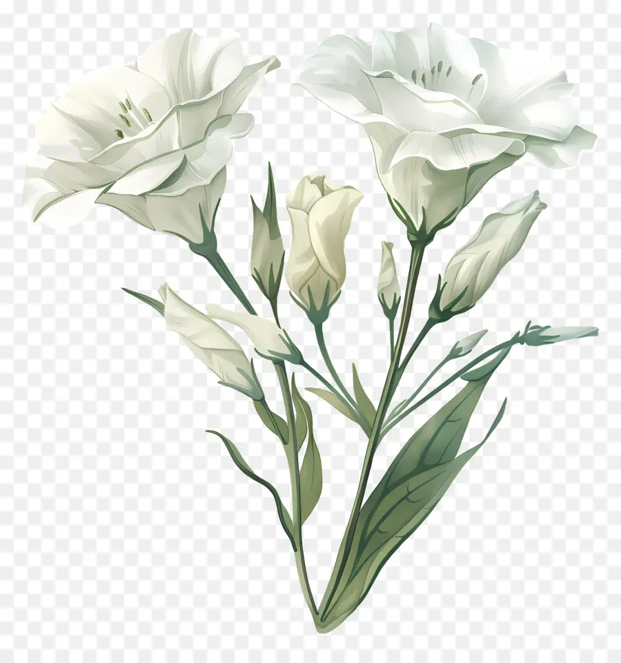 Lisianthus Flor，Flores Brancas PNG