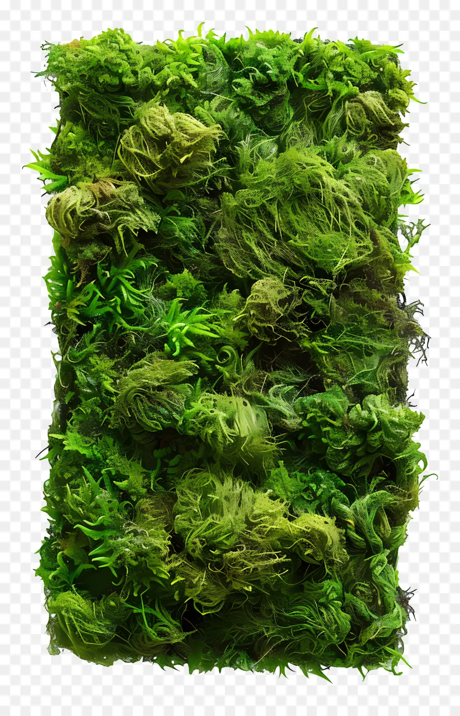 Verde Musgo，Moss PNG