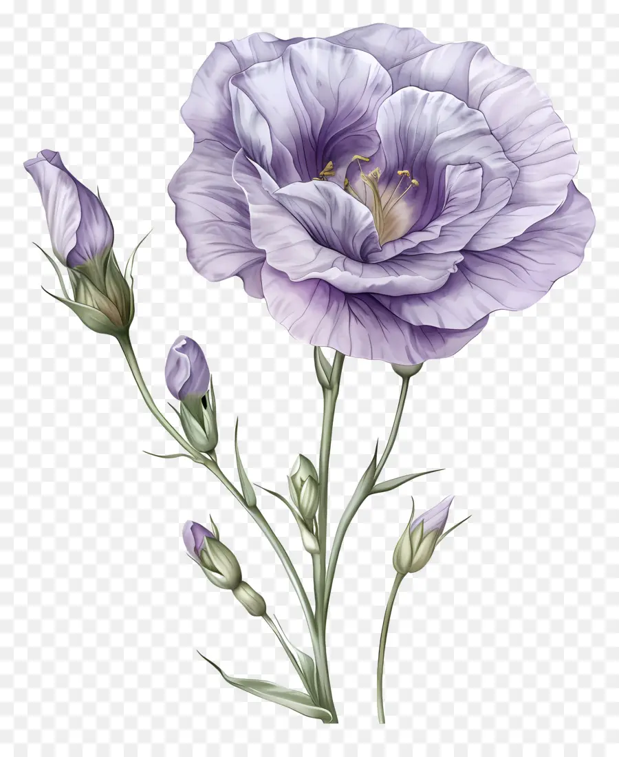 Lisianthus Flor，Flor Roxa PNG