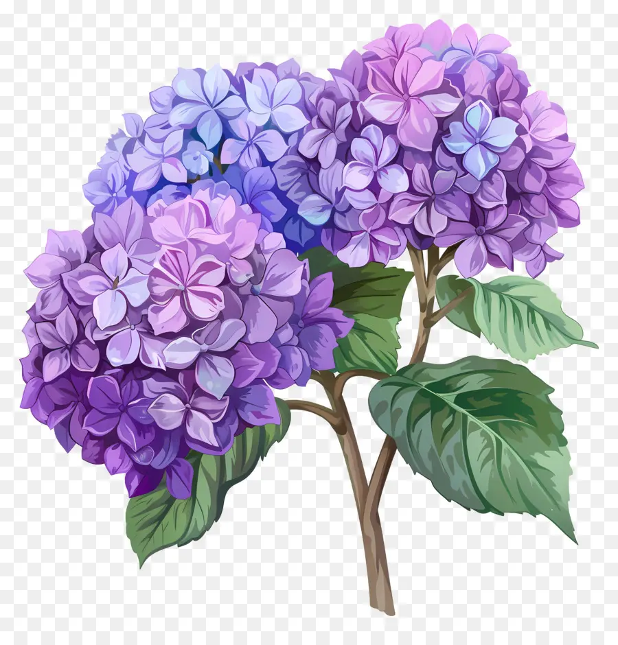 Roxo Hortênsia，Planta De Hidrante Azul PNG