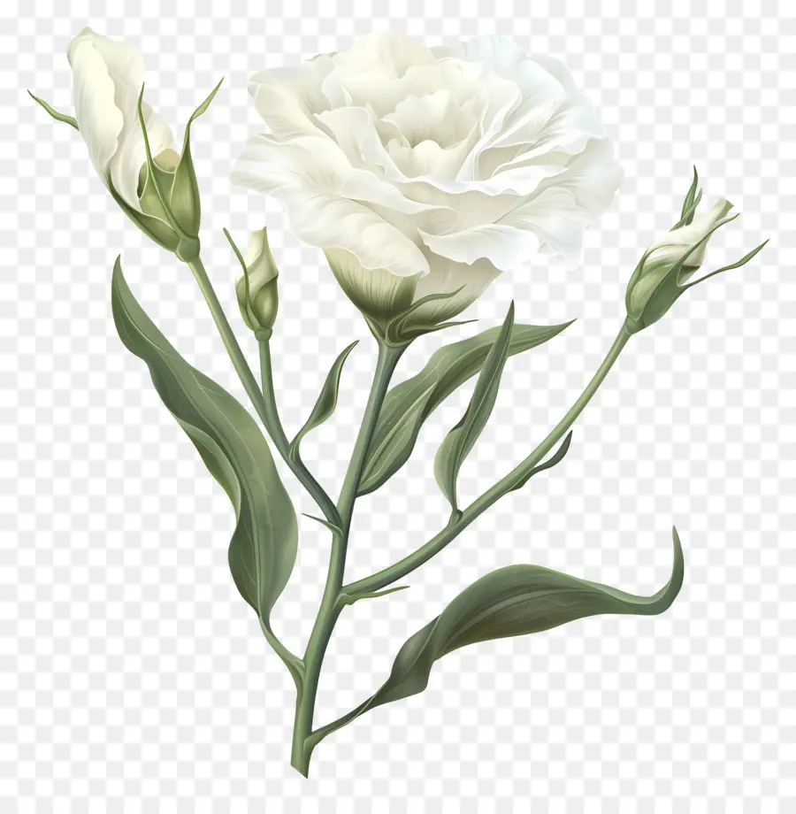 Lisianthus Branco，Rosa Branca PNG