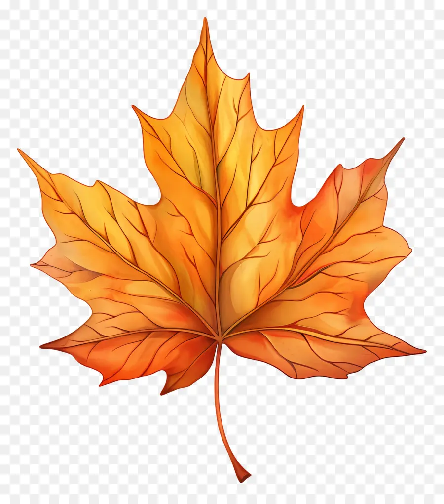 Clipart Foll，Maple Leaf PNG