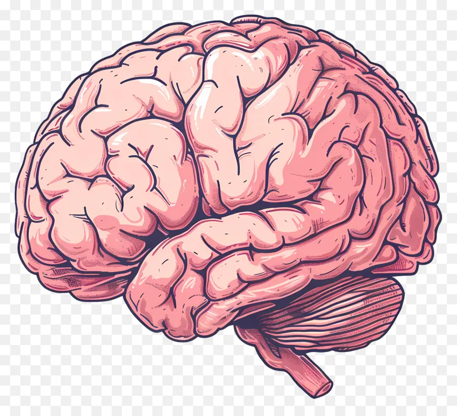 Animado Cérebro，Cérebro Humano PNG