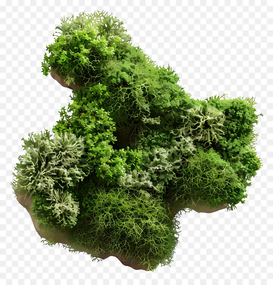 Verde Musgo，Planta PNG