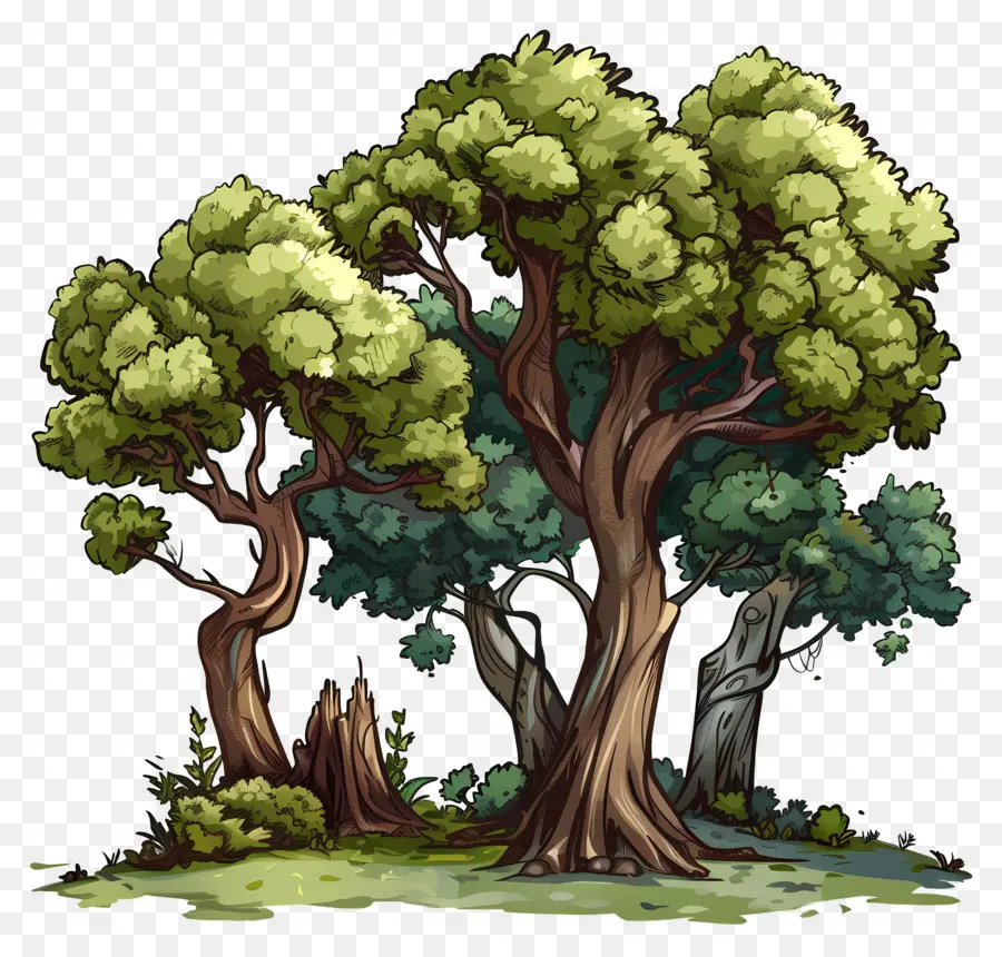 árvores Da Floresta，árvores PNG