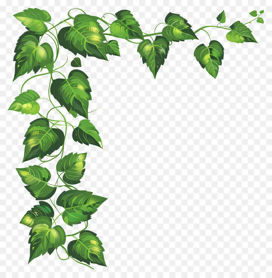 Folha De Fronteira，Ivy Plant PNG