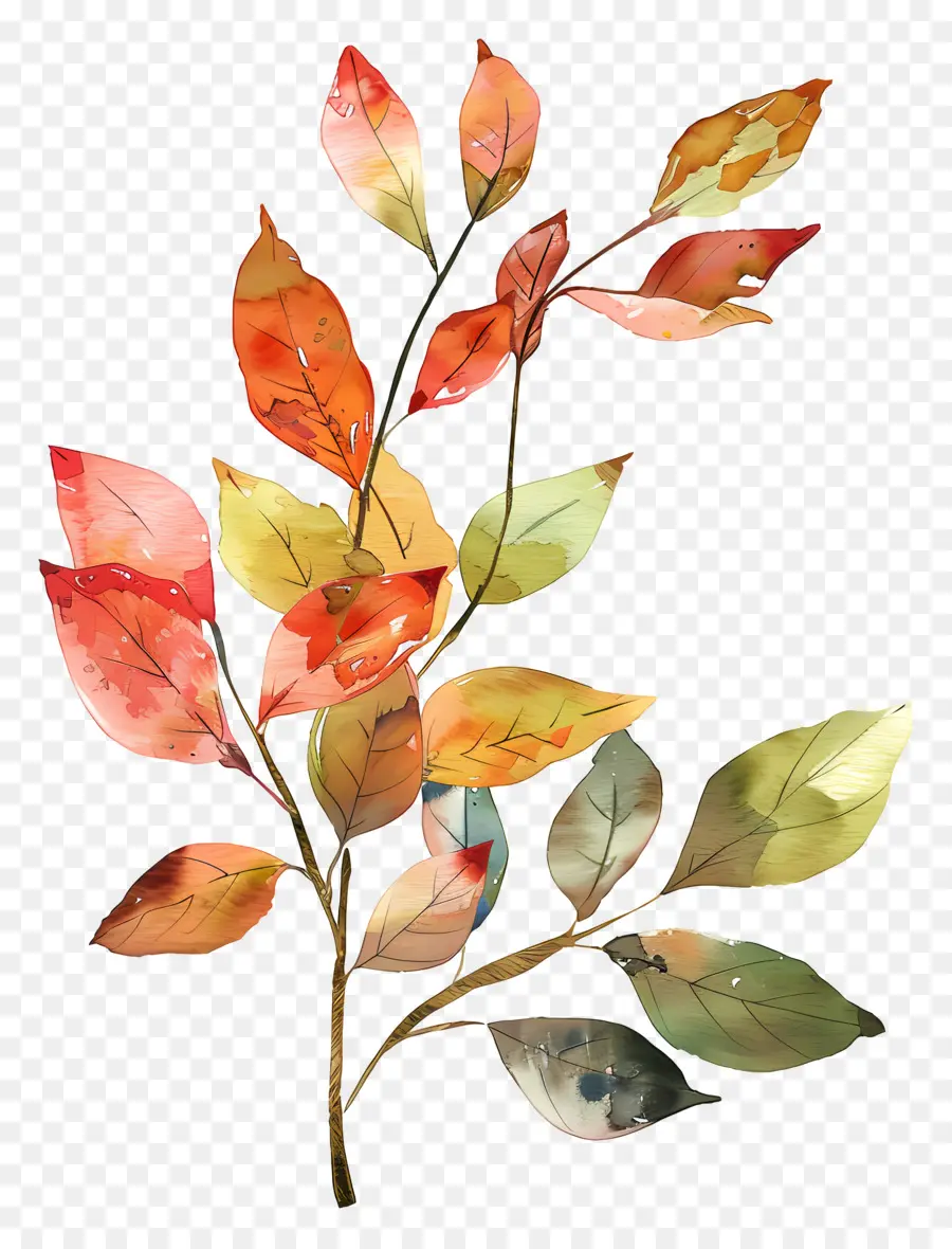 Aquarela Folhas，Autumn Leaves PNG