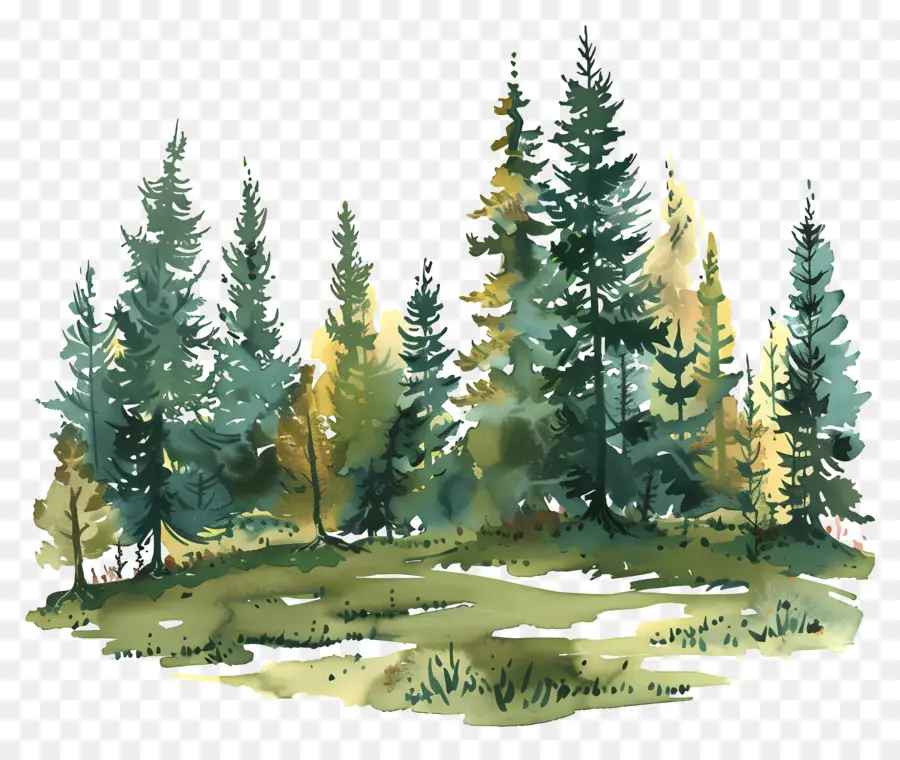 árvores Da Floresta，Pintura Em Aquarela PNG