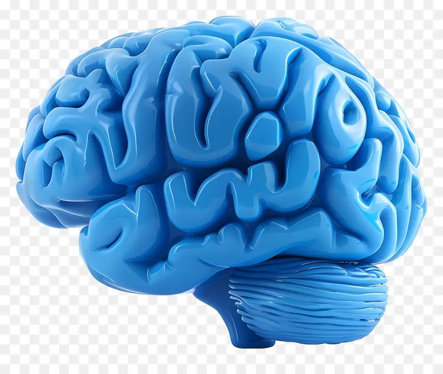 Azul Cérebro，Cérebro Humano PNG