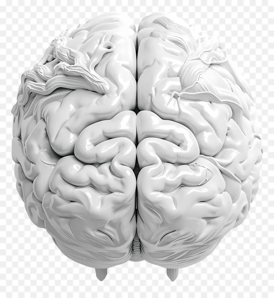 Cérebro Artificial，Cérebro Humano PNG