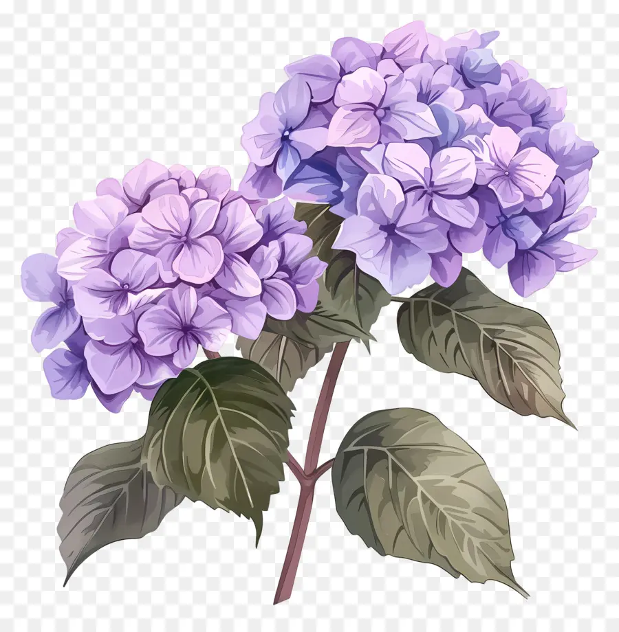 Roxo Hortênsia，Hortênsia PNG