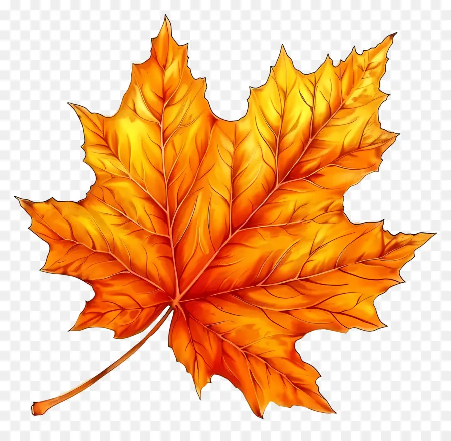 Clipart Foll，Maple Leaf PNG