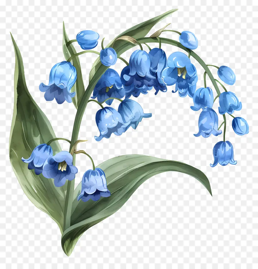 Lily Azul Do Vale，Lírios Azuis PNG